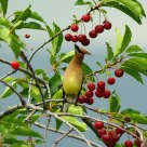 Waxwing on cherry tree